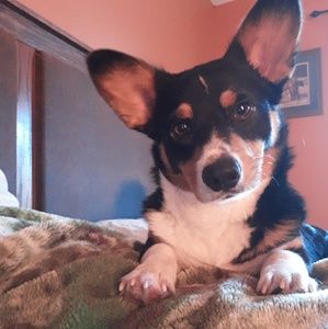 Meet your Posher, Heidi